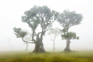 Forêt de Fanal