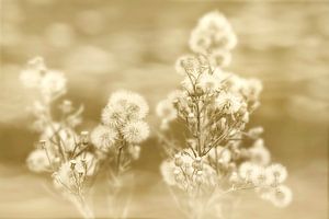 Fluff in Sepia.