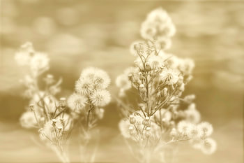 Fluff in Sepia.