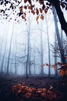 Mystic Forest 018