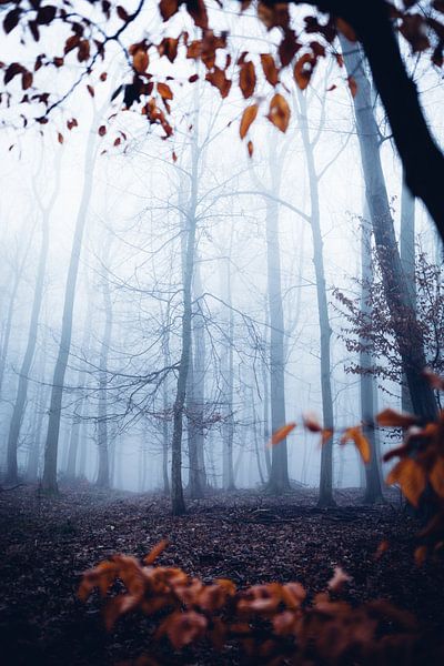 Mystischer Wald 018 von Oliver Henze