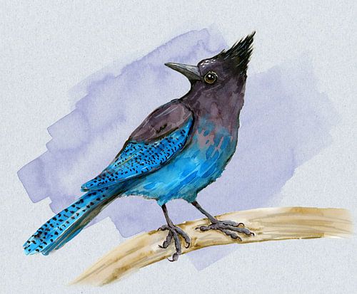 Stellers gaai aquarel