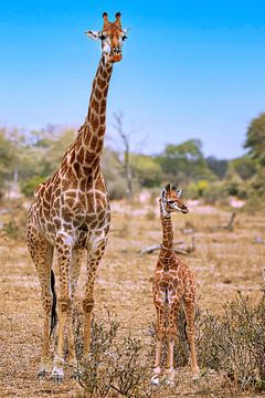 Mère girafe avec son enfant, wildlife in South Africa sur W. Woyke