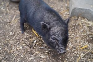 Minischwein Ferkel beim ersten Ausgang auf dem Hof.