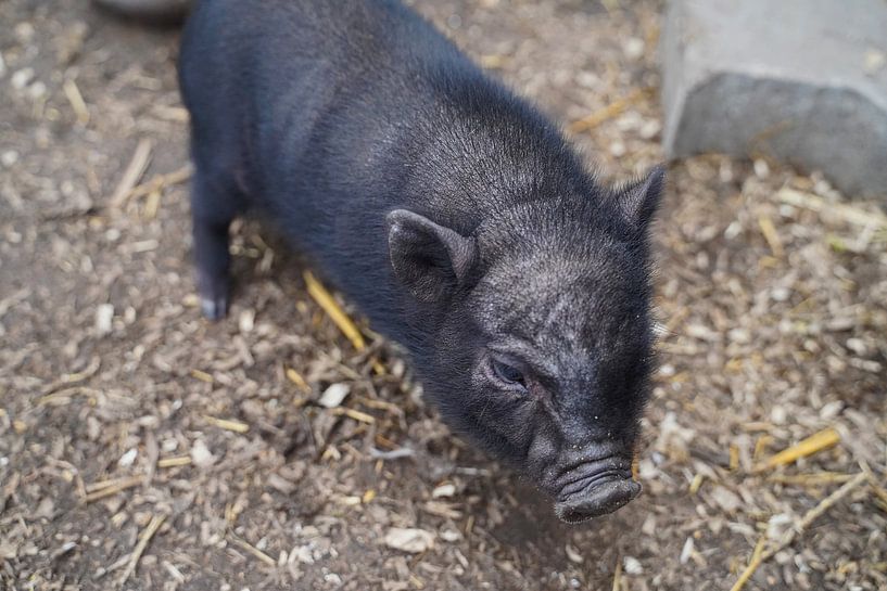 Mini piglet at the first exit on the farm. by Babetts Bildergalerie