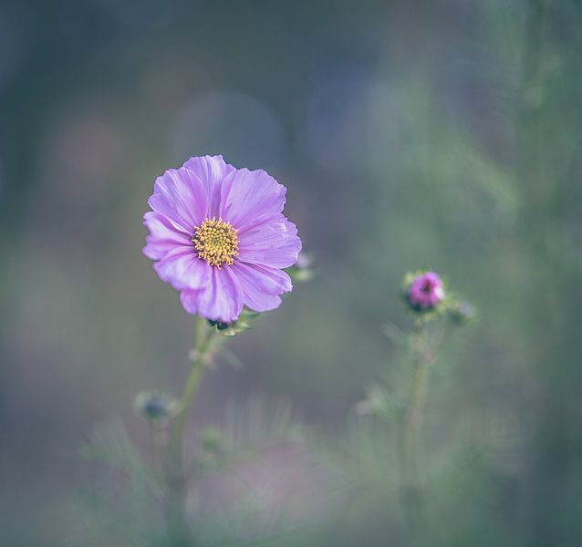 bloemen part 233 van Tania Perneel