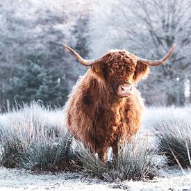 Schottischer Highlander Winter von Tineke Oving