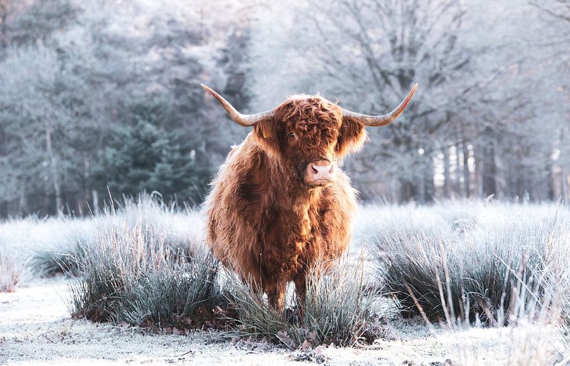 Schotse Hooglander winter van Tineke Oving