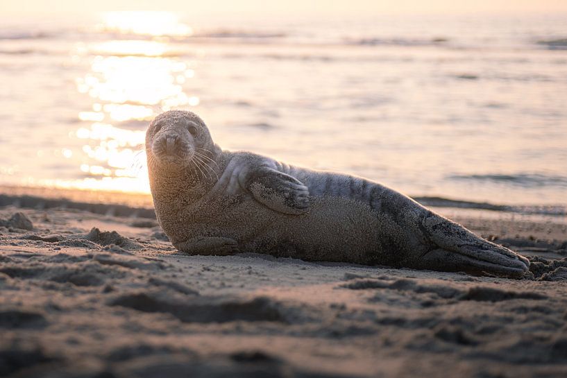 Luieren op het strand van Thom Brouwer