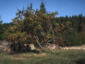 Allein stehender Apfelbaum auf dem Weg zum Hamburger Wappen