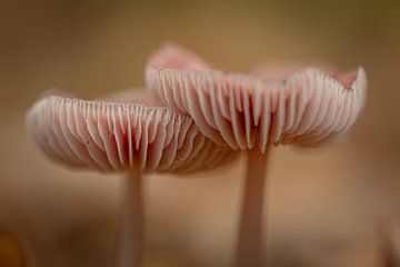 De fluistering van de roze gekleurde paddenstoel... van Natascha Worseling