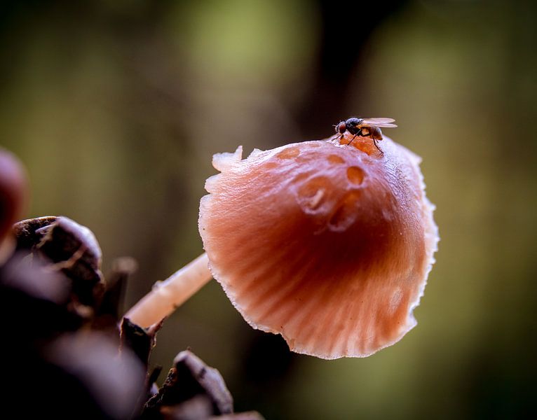 Lunchtime by peterheinspictures
