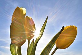 Gelbe Tulpen von Shutterbalance