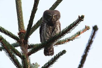 Hibou pygmée d'Eurasie, Alpes de Swabie,Bade-Wurtemberg, Allemagne sur Frank Fichtmüller