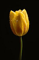 Yellow tulip against black background with dew