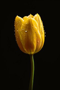 Tulipe jaune sur fond noir avec rosée sur De Muurdecoratie