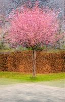 Multishot japanese cherry tree