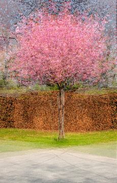 Multishot japanese cherry tree