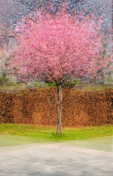 Multishot japanese cherry tree par Patrick LR Verbeeck