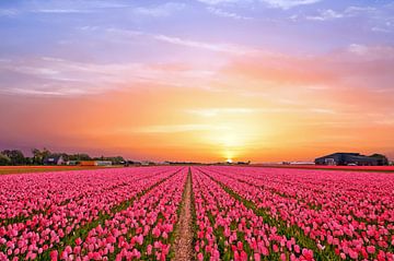 Tulpenvelden bij Lisse in Nederland bij zonsondergang van Eye on You