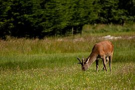 Schotse Hooglanden - My Dear van KarlijnEsmée