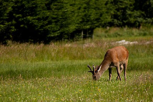 Schotse Hooglanden - My Dear