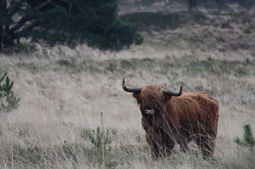 Een Schotse hooglander