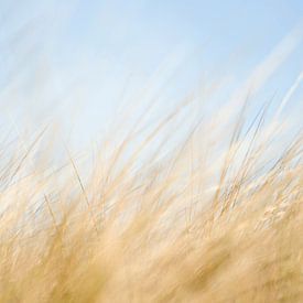 Dune grass  by Greetje Heemskerk