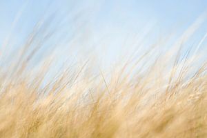 Herbe des dunes sur Greetje Heemskerk