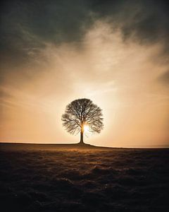Einsamer Baum im Sonnenuntergang