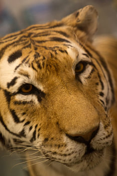 animaux