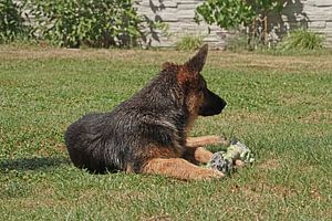 Chien de berger (chiot) couché avec un os à jouer