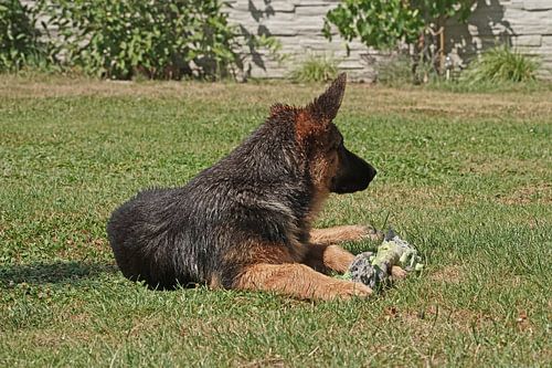 Schapenhond (puppy) liggend met speelbot