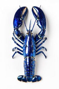 Hyperrealistischer Blauer Hummer von oben – Minimalistische Food-Fotografie