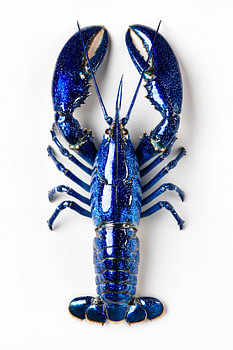 Homard bleu hyperréaliste vu d'en haut – Photographie culinaire minimaliste