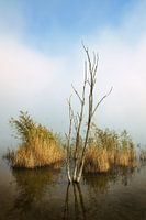 Oude berk