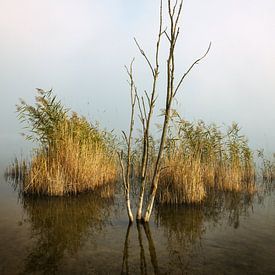 Vieux bouleau sur Denis Marold