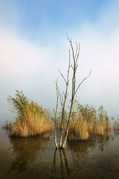 Old birch by Denis Marold