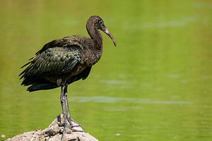Waldrapp in einem Feuchtgebiet in der Küstenregion Camarque in Südfrankreich