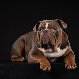 Portret Old English Bulldog van Special Moments MvL