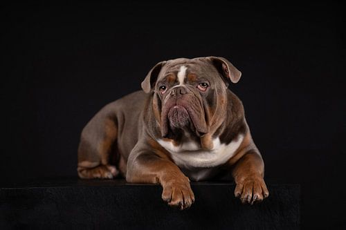 Portrait Old English Bulldog