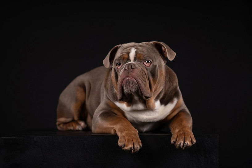 Portrait Alte Englische Bulldogge von Special Moments MvL
