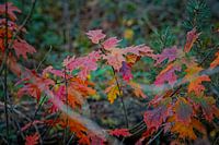 Venlo | Autumn colours of the Black Water