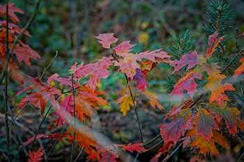 Venlo | Herbstfarben des Schwarzwassers