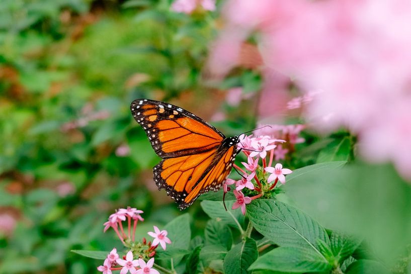Schmetterling von Myrthe Vlasveld