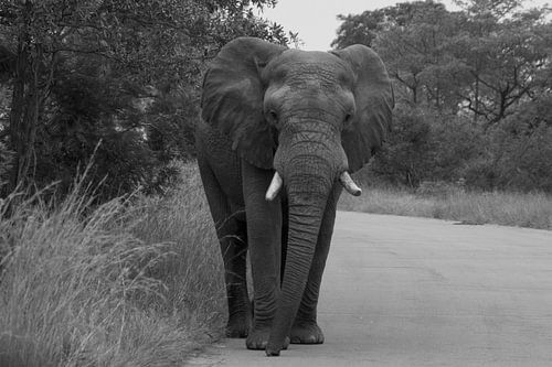 Zwart wit foto Olifant
