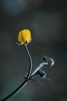 Boterbloem