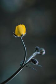 Buttercup by Mireille Breen