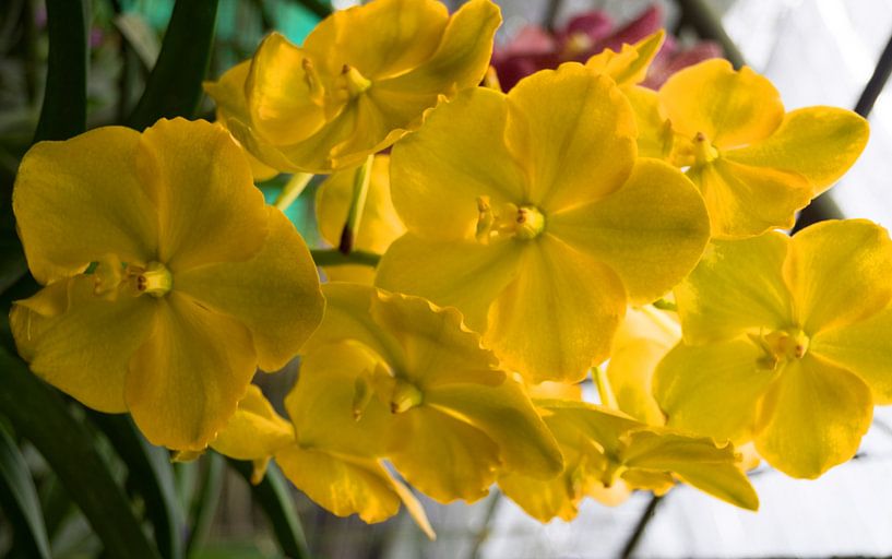 Gele orchidee in Thailand van Babetts Bildergalerie
