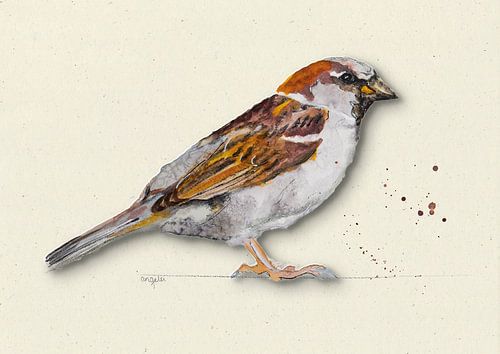 Sparrow with shadow bird illustration